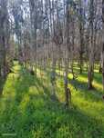 Terreno  para venda