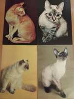 Фото каталог пород кошек с информацией о кошках. 1991 год