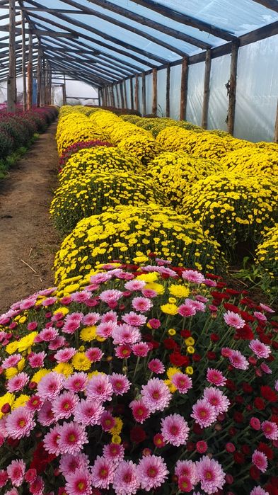 Chryzantemy drobnokwiatowe