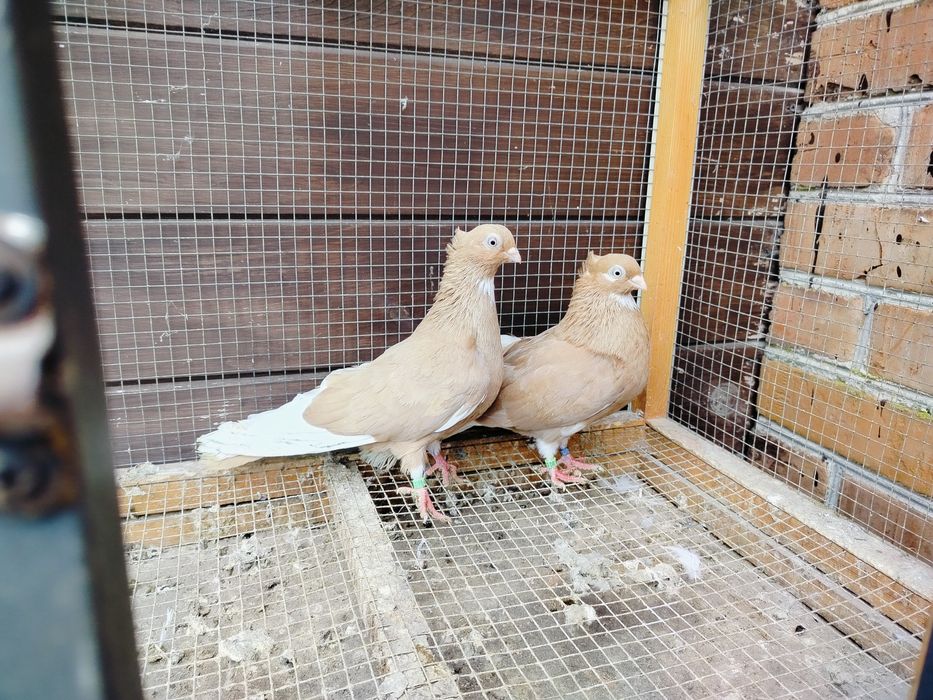 Gołębie zamojskie czubate blankopy