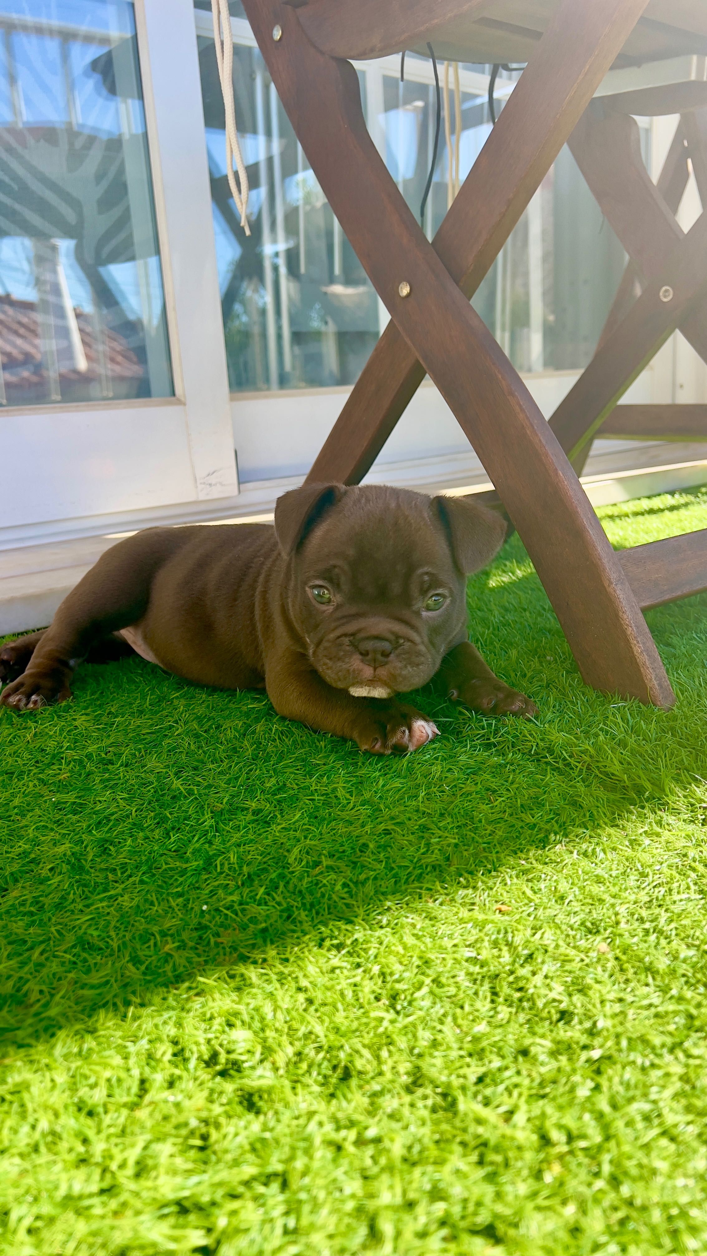 American Bully Micro Chocolate – Linhagem 2xCrow Importada
