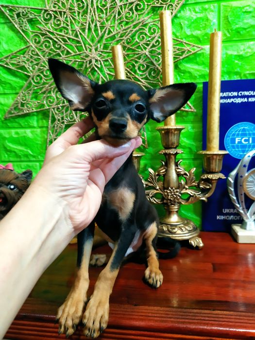 Милый черно-подпалый мальчик мини отЧемпионов! Док.КСУ,чип,привит!