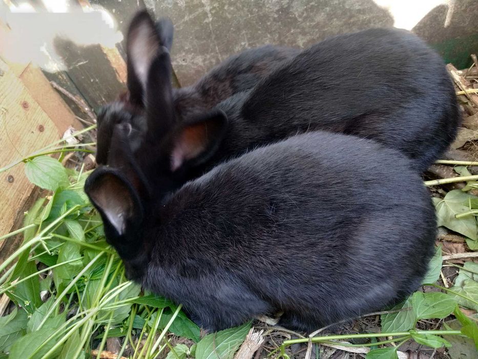 króliki do dalszej hodowli/ wiek 4,5 m-ca