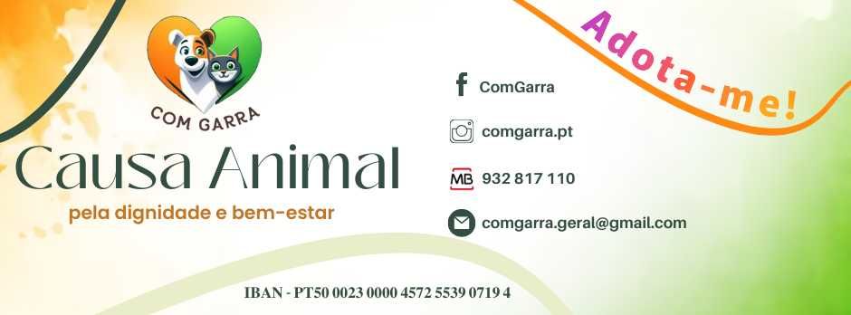 Gatinho para adoção - Dominó