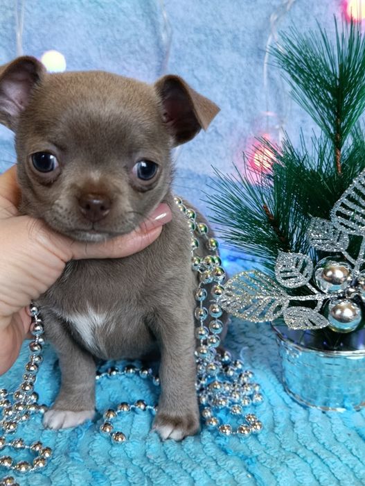 Лиловая чихуахуа