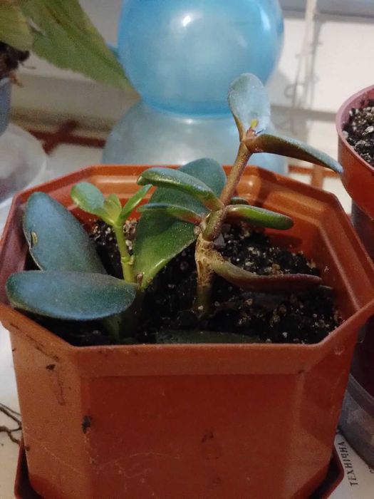 Денежное дерево (Толстянка овальная)