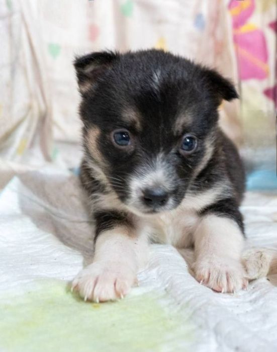 Отдам даром в добрые руки щенков