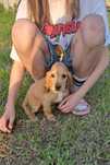 Cocker spaniel piesek