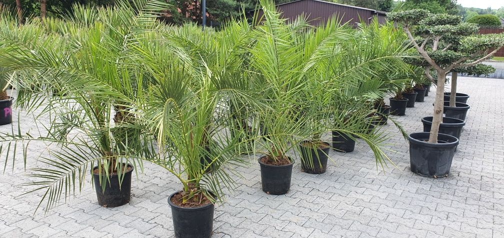 Phoenix canariensis palma Królewska taras basen ogród