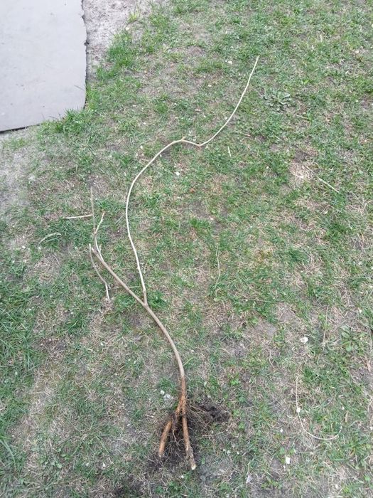 Глициния Блю-сапфир