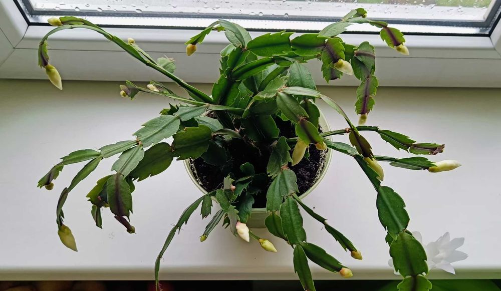 Шлюмбергера/Різдвяник