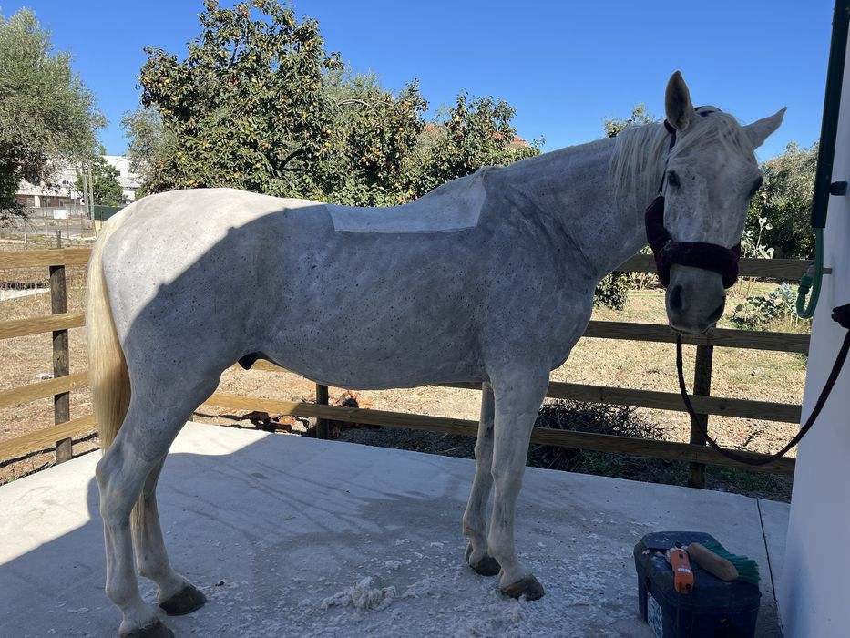 Para venda ou troca cavalo manso