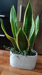 Sansewieria kwiat