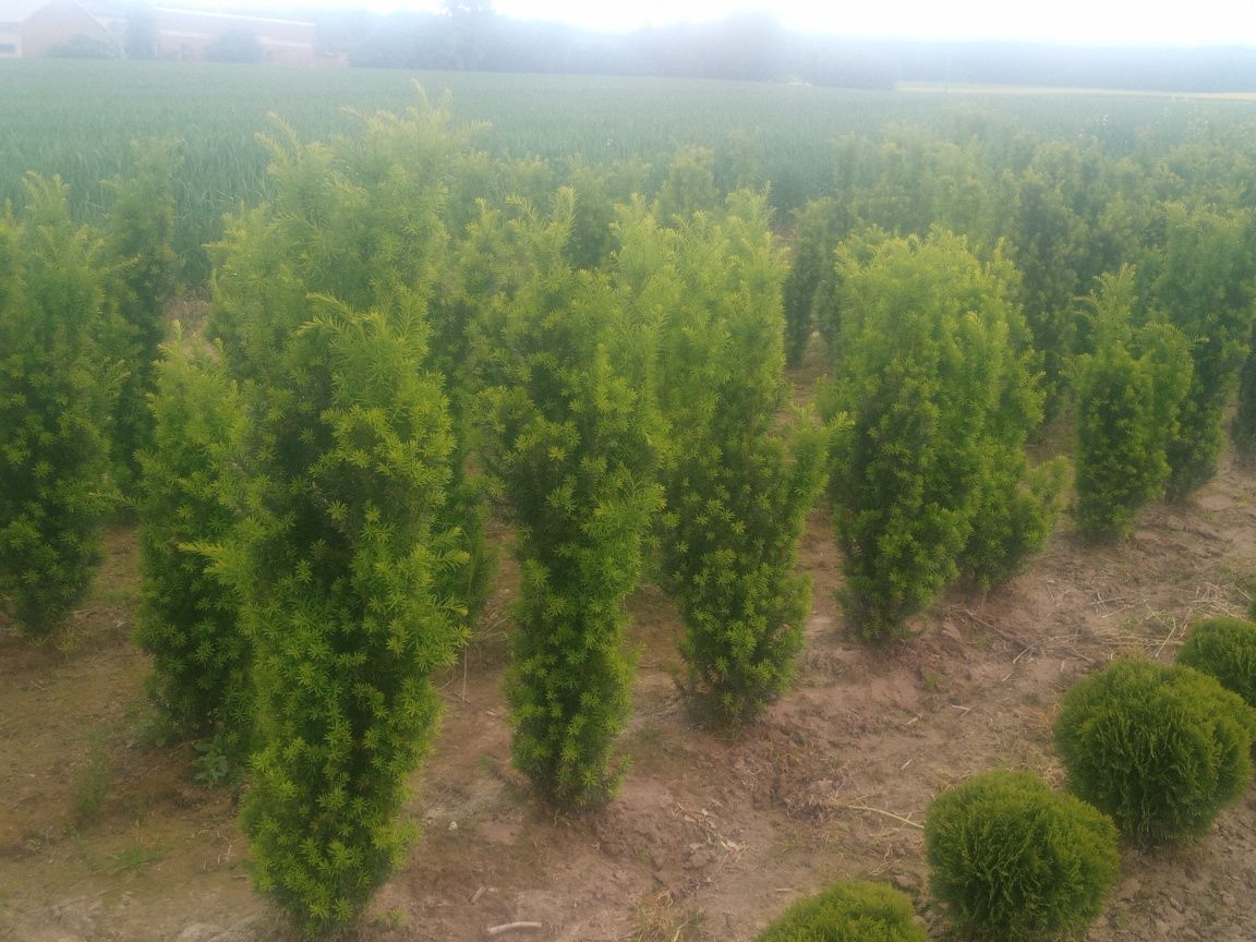 LAUROWISNIA_Tuje szmaragd_ GOLD_brabant_KATALPA_wierzba pleciona_Cis