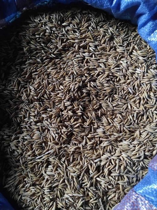 Sprzedam owies Bingo