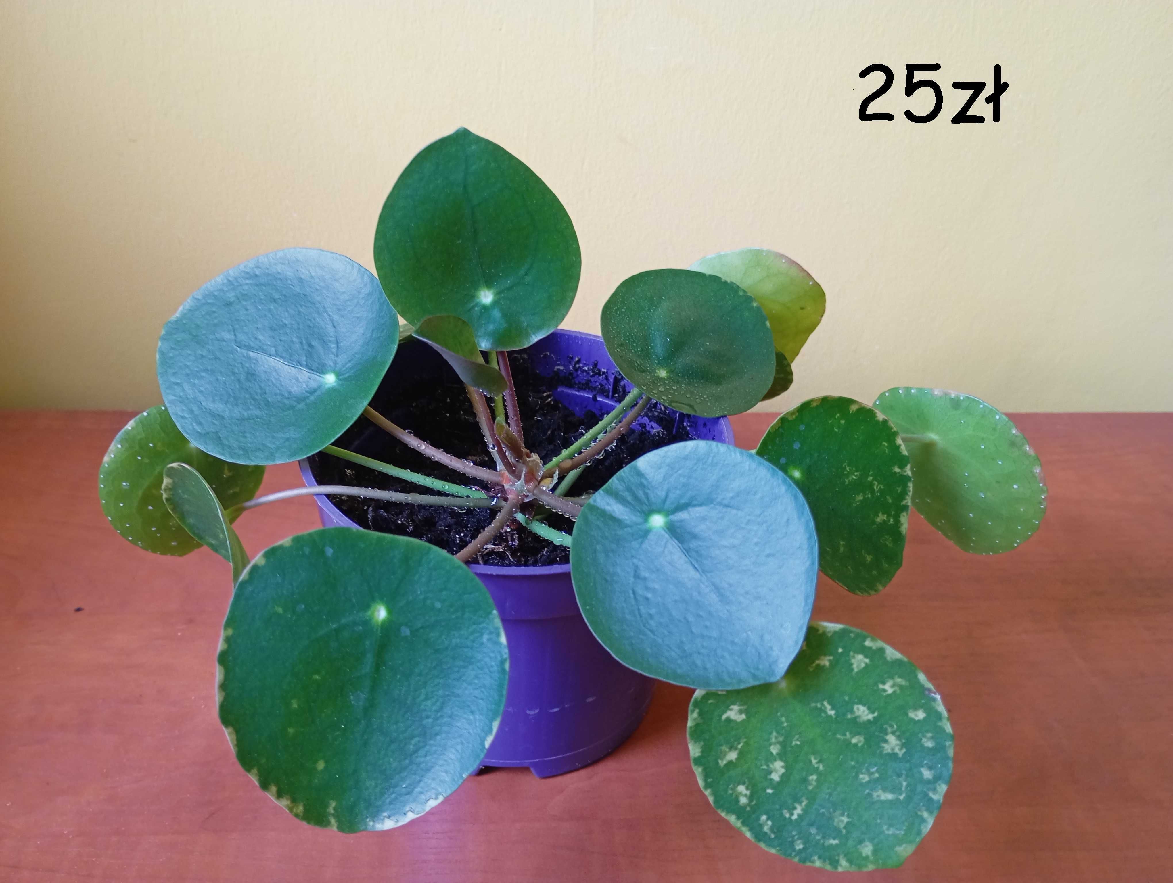 Pilea-pieniążek, kwiaty doniczkowe