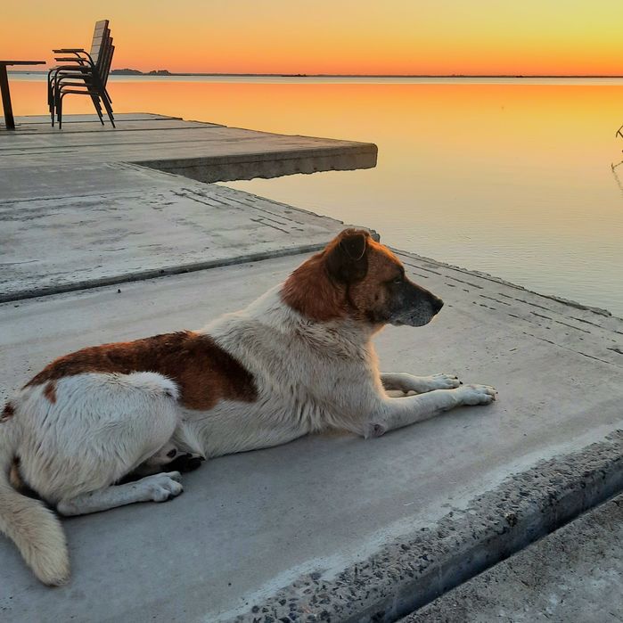 Віддам собаку в надійні руки