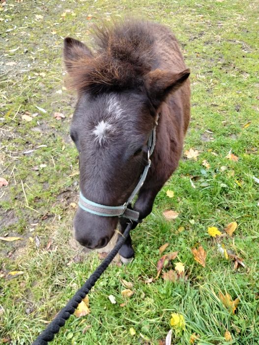 Sprzedam Klaczka kucyka