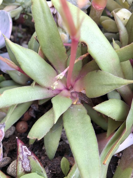 Suculentas - plantas vivas