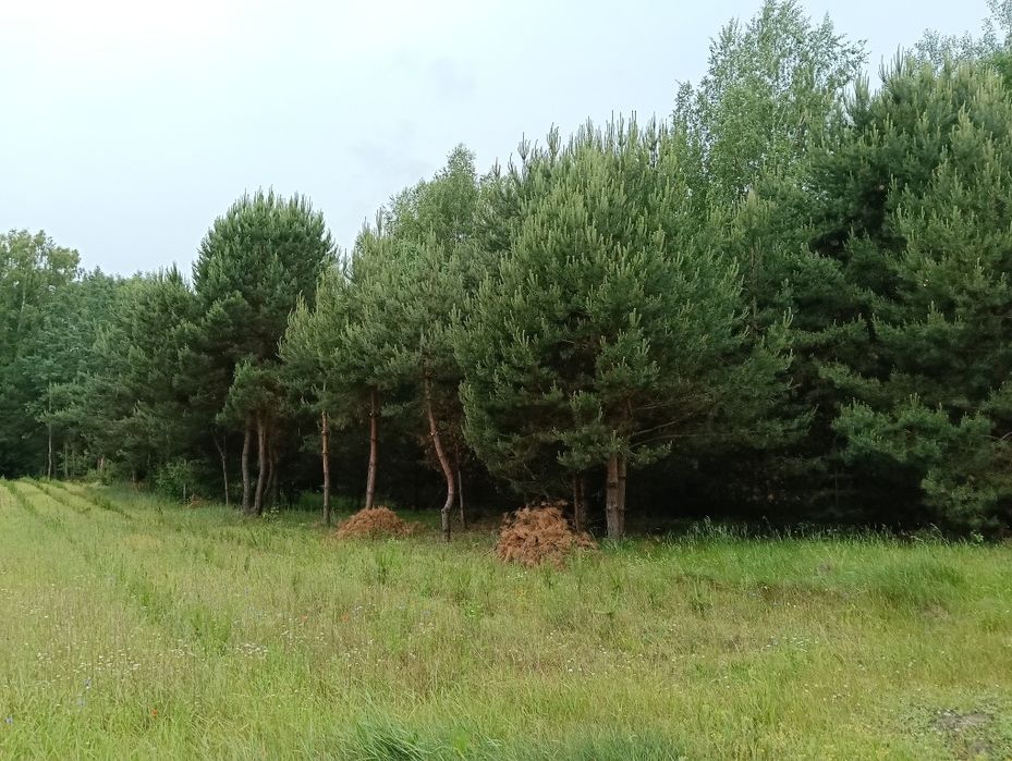 Działka rekreacyjna 1,26 ha.