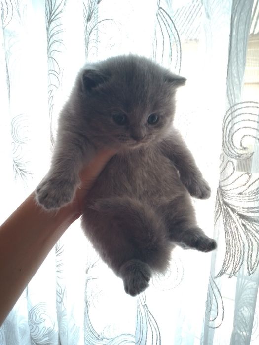 Шатланська висловуха