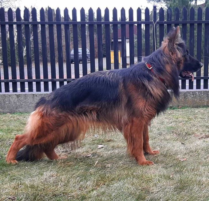 Owczarek Niemiecki długowłosy szczeniaki owczarki