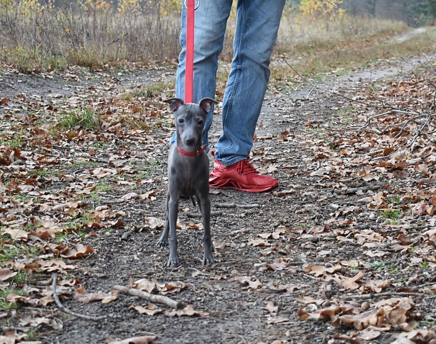 Charcik włoski - piesek ZKwP (FCI)