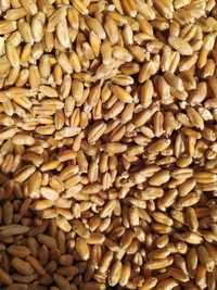 Продаем ячмень пшеницу кукурузу  овес рапс