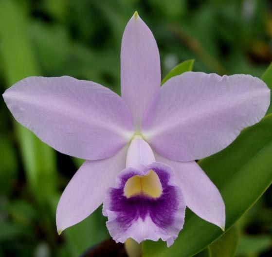 Orquidea Cattleya