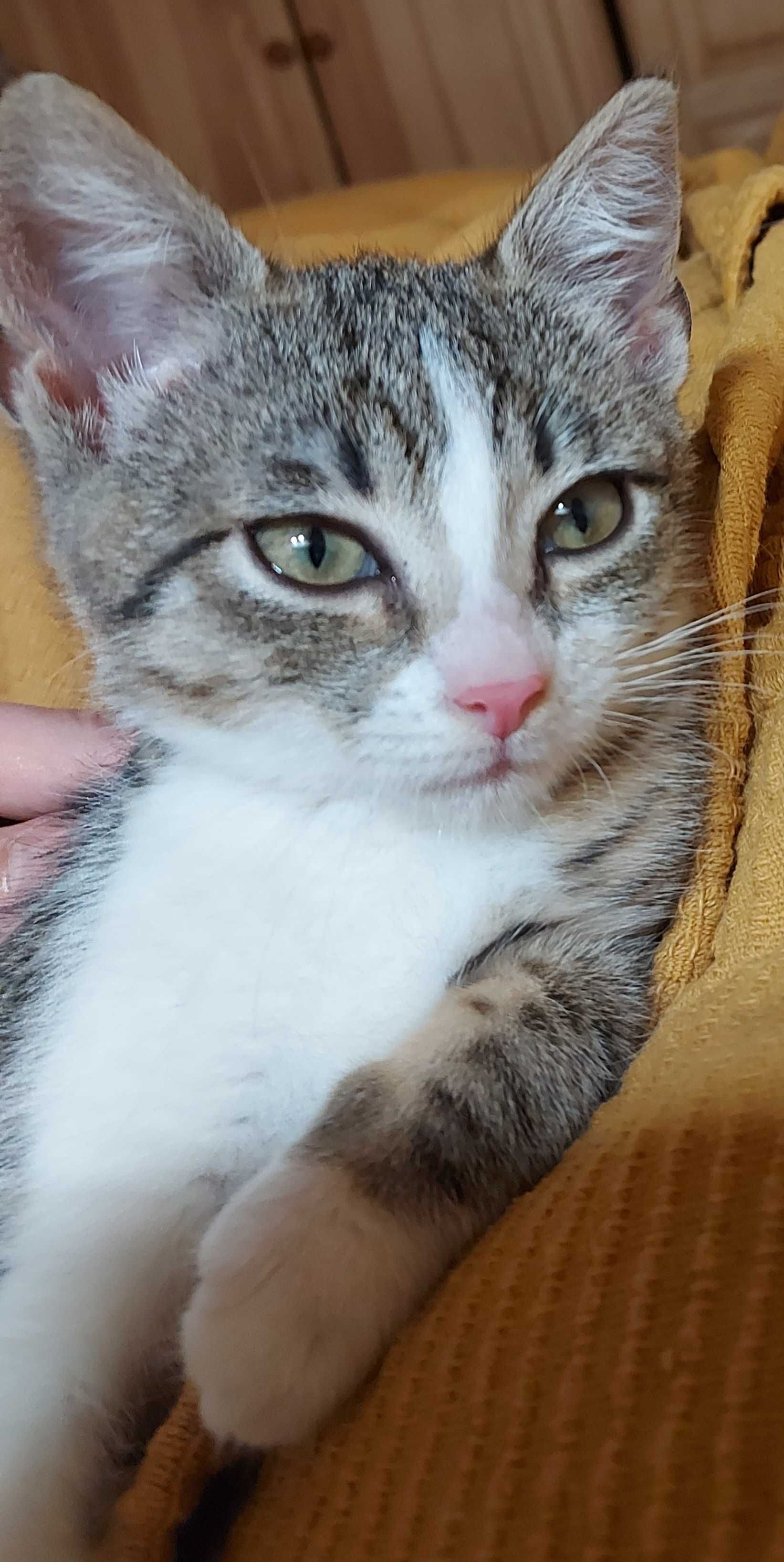 Malutka drobna kotka do adopcji.
