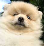 Pomeranian Szpic miniaturowy Suczka
