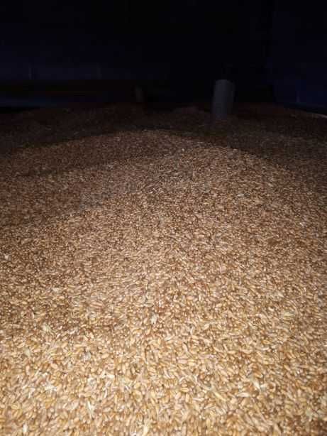 Pszenżyto ozime 2025