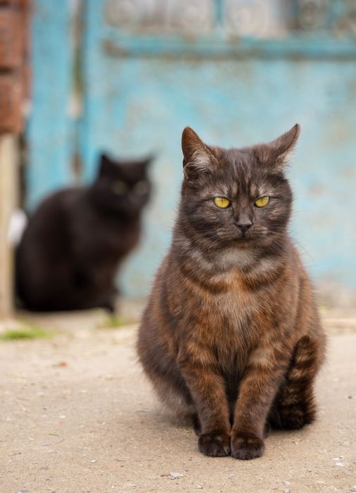 Вуличні коти, кішки, молоді