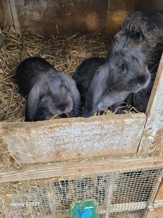 Króliki młode baran francuski