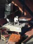Amstaff american Stafford shierre terrier
