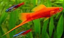 Peixes Espada Cor de Laranja