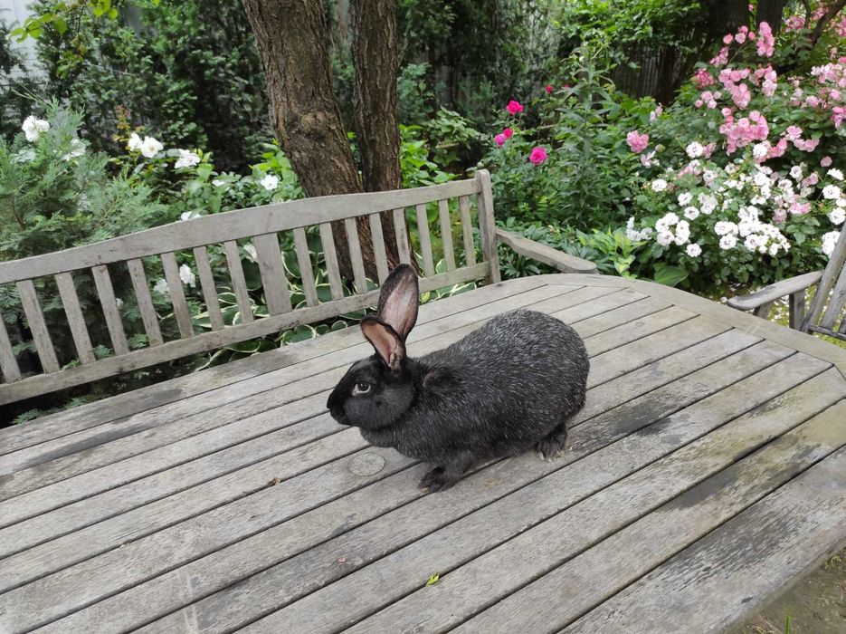 Продаю кролі полтавське срібло  ціна 300 грн