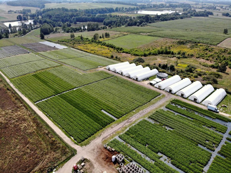 Thuja Szmaragd | Brabant | Żywotnik | P9 | certyfikat CAC