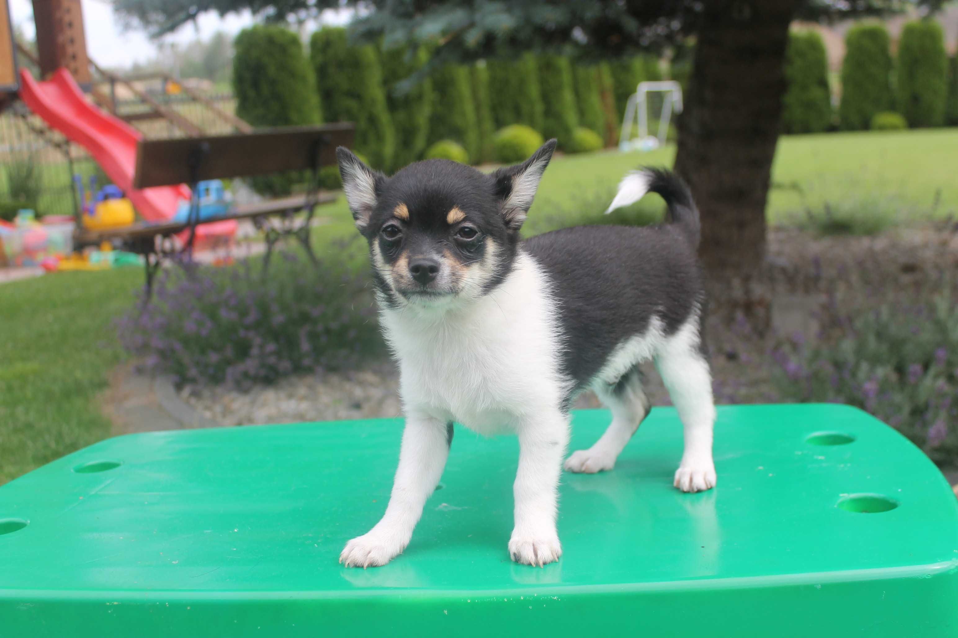 Chihuahua śliczny piesek - już do odbioru