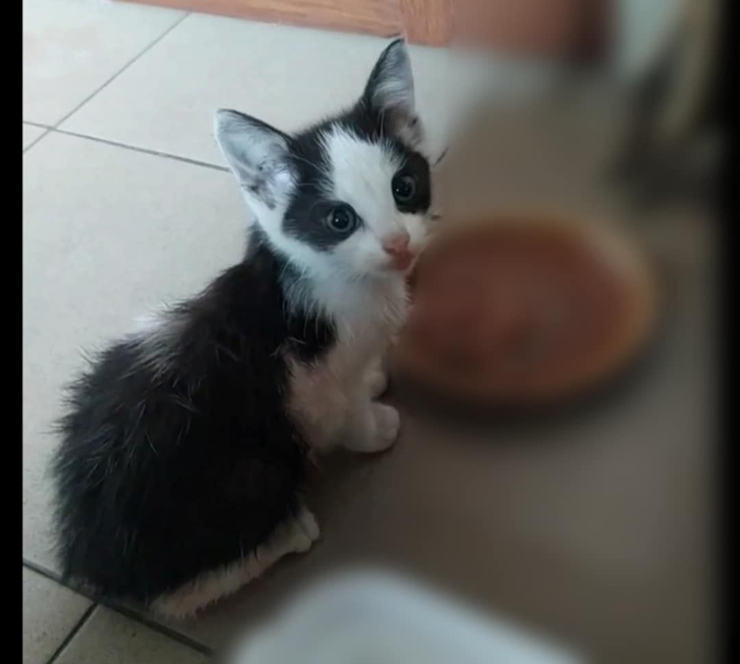 ! PILNE! Porzucony kotkek szuka domu jak najszybciej!
