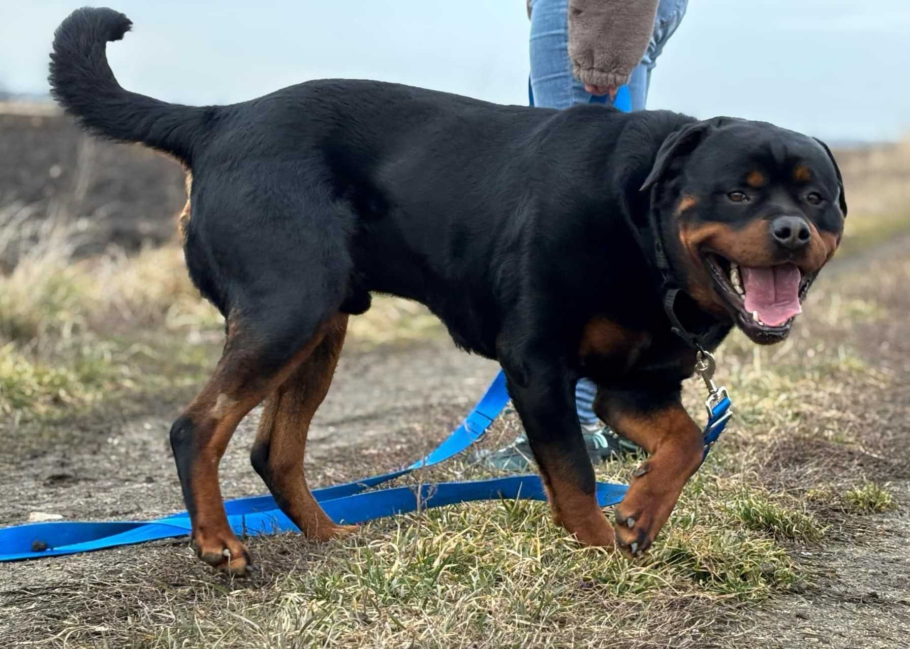 Cooper w typie rottweiler młodziak, typowy przedstawiciel swojej rasy
