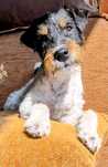 Parson Russell Terrier