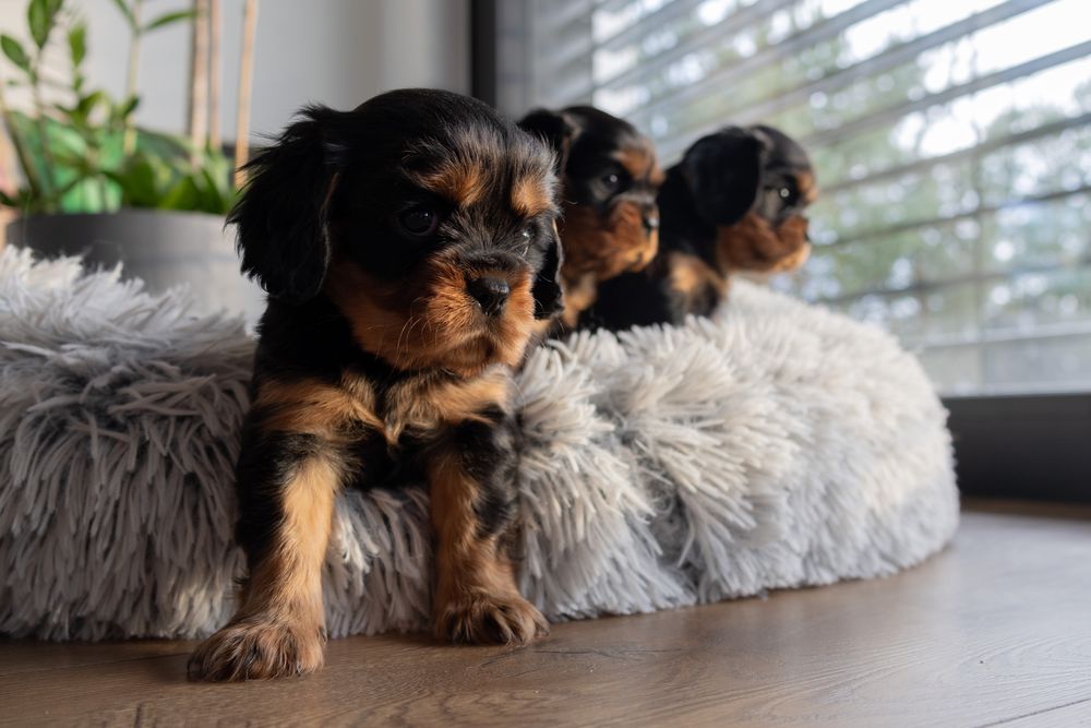 Cavalier King Charles Spaniel piesek