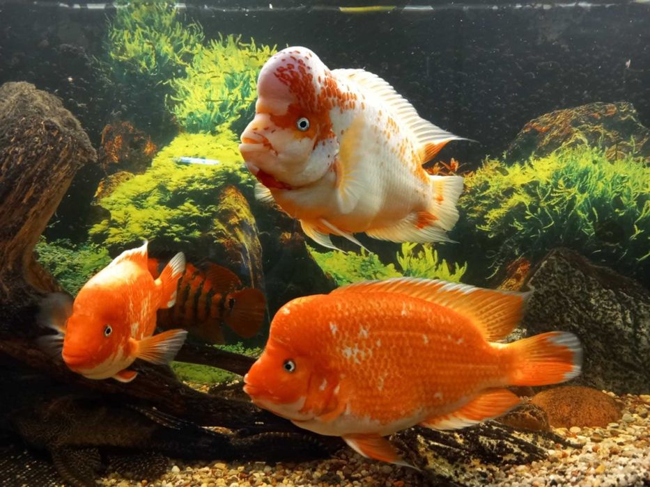 Sprzedam pielęgnice labiatus dorosłe para