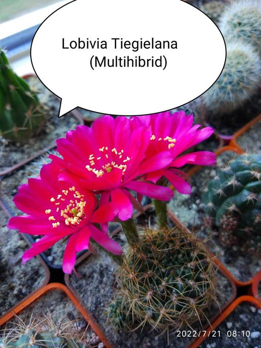 Кактус Лобівія  10- видів 25-35грв( дітки дешево)