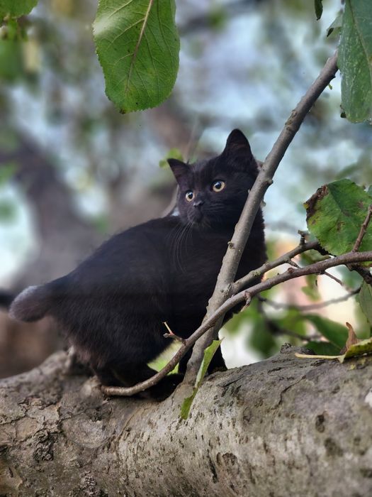 Кошенята "смокінг"