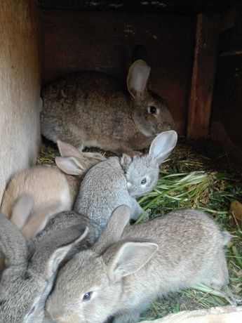 królik samica z małymi - sprzedam 4 samice z małymi królikami