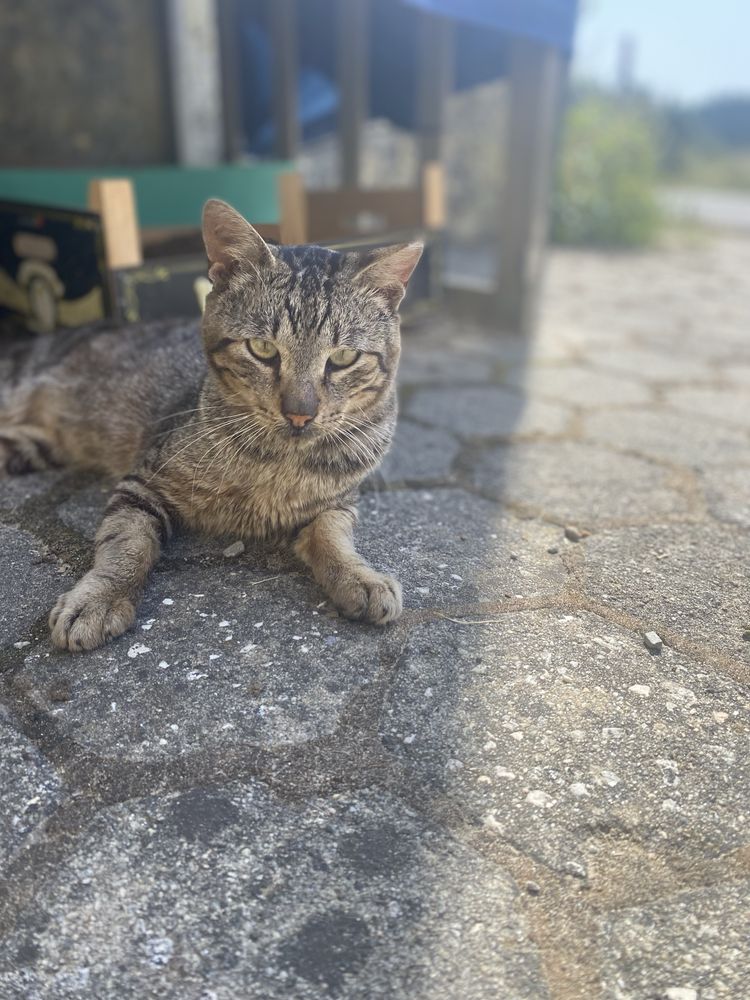 Gato tigrado mimalho