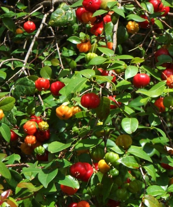 Pitanga podas (cereja Brasileira)