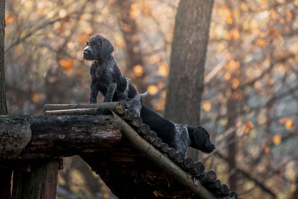 Wyżeł niemiecki szorstkowłosy piesek FCI 9 tyg